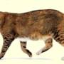 gatto.jpg