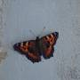 dsc01450.jpg