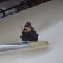 dsc01418.jpg