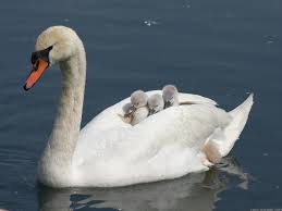 Cigno con i piccoli